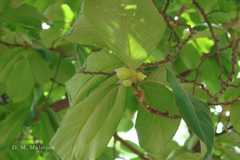 Artocarpus lacucha